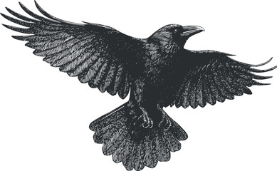 Obraz premium Detailed black and white vector illustration of a soaring raven, perfect for nature-themed designs and artistic projects
