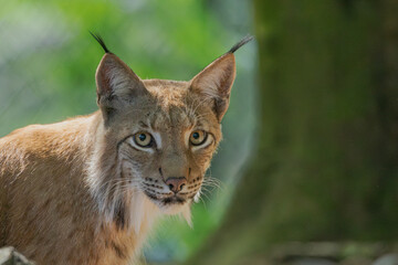 Luchs mit Jungtier