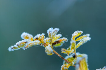 A small cluster of yellow and brown plant leaves or stems is completely covered by fine, white frost and delicate spider webs, set against a smooth, cool blue-green background