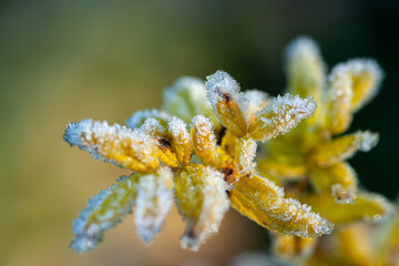 A cluster of small, yellow-brown plant leaves or seed pods is captured, entirely covered by a thick layer of sparkling white frost against a soft, blurred green and yellow background