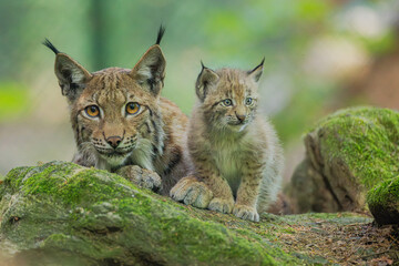Luchs mit Jungtier
