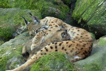 Luchs mit Jungtier