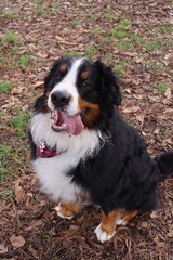 Mascota
animales
dog
perro
perros
paseo
familia
salida
bosque
husky
samoyedo 