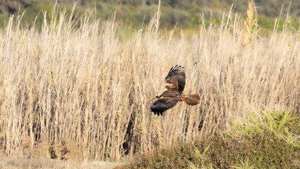 Western Marsh Harrier in Low Fast Flight Over Akrotiri Meadow