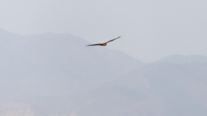 Western Marsh Harrier Flying High With Mountain Background