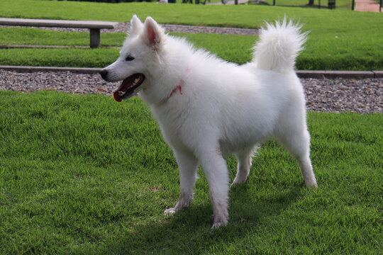 Mascota
animales
dog
perro
perros
paseo
familia
salida
bosque
husky
samoyedo 