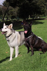 perros , cachorros , paseo , parque 