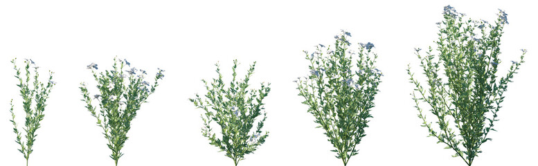 Set of Romneya coulteri (the Coulter's Matilija poppy or California tree poppy) flowering frontal isolated png on a transparent background perfectly cutout high resolution