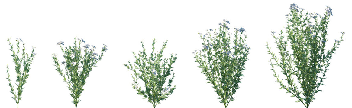 Set of Romneya coulteri (the Coulter's Matilija poppy or California tree poppy) flowering frontal isolated png on a transparent background perfectly cutout high resolution