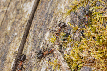 Waldameise Macro