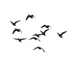 Flying duck silhouettes