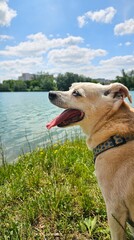 Fr&ouml;hlicher Hund am Gew&auml;sser 