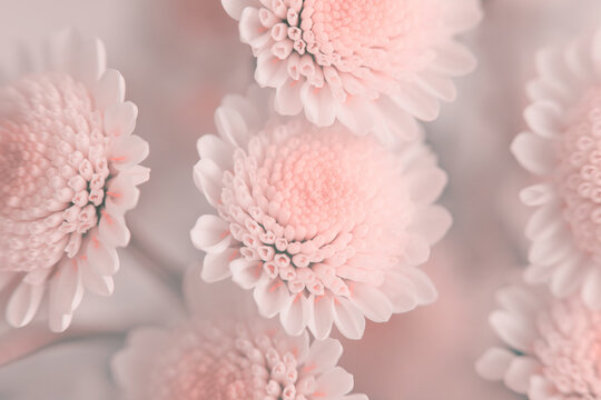 Smoke close-up selective soft focus white, beige, pink chrysanthemum Flower bouquet. Natural art blur neutral background.