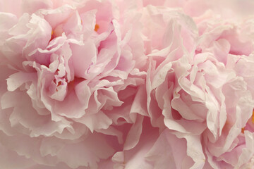 Smoke close-up Pink, beige cream Peony Flower bud Petals. Natural art blur background.