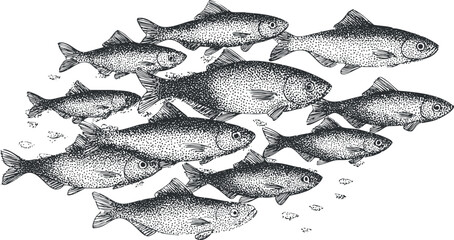 Hand-drawn vector illustration of a school of fish swimming together, ideal for marine-themed design projects and educational materials