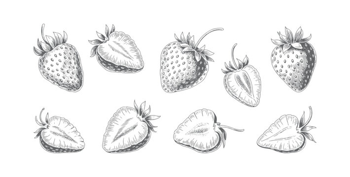 Hand drawn strawberry collection in vintage engraving style. Vintage strawberry fruit set in classic botanical style.