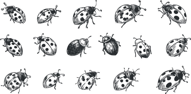 Hand-drawn vector illustration collection of various ladybugs in black and white style for nature-themed designs