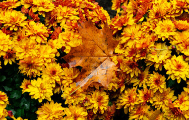 Yellow autumn chrysanthemum in autumn rainy garden