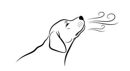 Dog sniffing the air with focused expression and elegant lines.