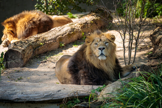 King