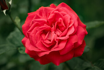 A red rose with green leaves