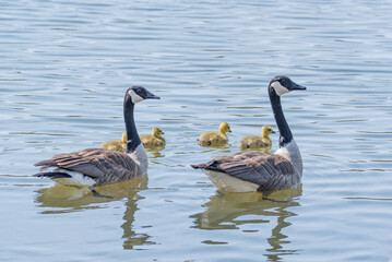 Adorable family of geese with babies swimming in calm lake water