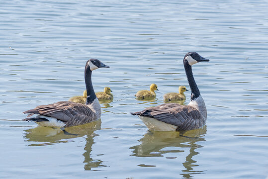 Adorable family of geese with babies swimming in calm lake water