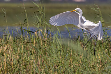 Fototapeta premium pure white heron landing in green grass