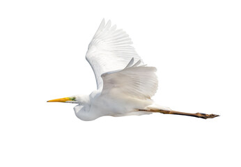 pure white heron in flight isolated on white