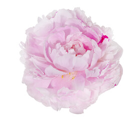 light pink peony flower isolated single lush bloom on white