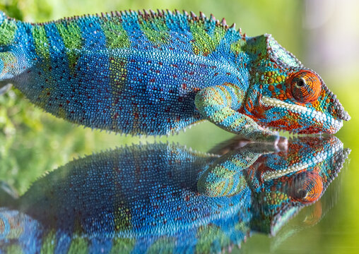 fine chameleon with reflection on green