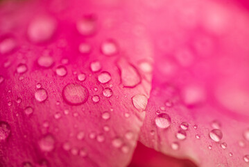 A close up of a pink flower with water droplets on it