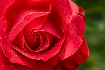 A close up of a red rose with water droplets on it