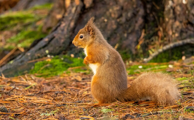 Close up of a red squirrel in the woodland