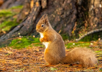 Close up of a red squirrel in the woodland