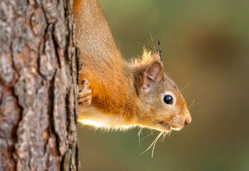 Close up of a red squirrel in the woodland