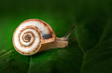 A small brown and white snail is on a leaf