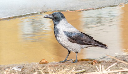 crow on the beach