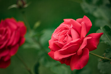 A red rose is the main focus of the image, with its petals and stem visible