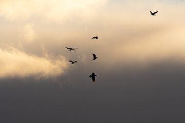 Raben fliegen bei Sonnenuntergang 