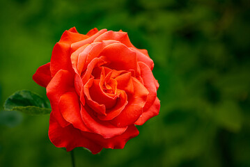 A red rose is the main focus of the image