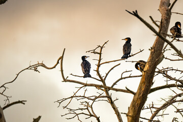 Komorane in einem Baum bei Sonnenuntergang