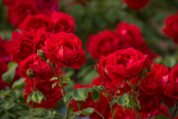 A bunch of red roses are in full bloom