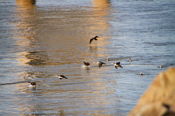 Double Crested Cormorants splashing in the water