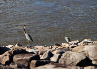 Great Blue Herons on the river edge