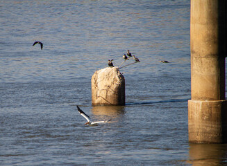 Pelican in flight low over dark waters