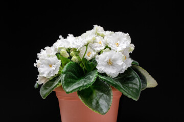 A potted plant with white flowers sits on a black background