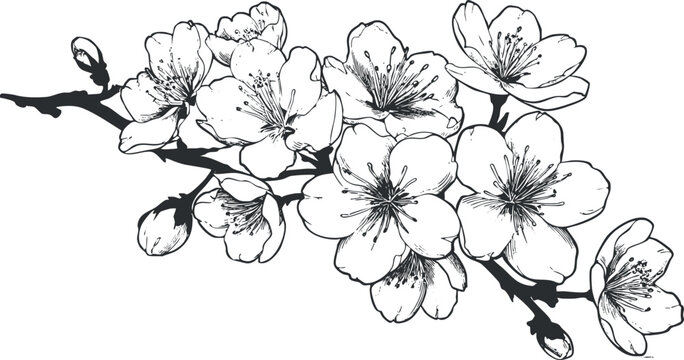 Black and white outline of a blooming cherry blossom branch, showcasing delicate floral details.