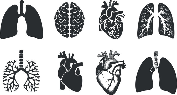 Collection of black and white anatomical illustrations of human organs including lungs, heart, and brain.