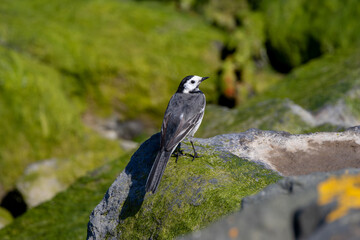 Adult White Wagtail (Motacilla alba) common in open habitats seen on Bull Island Dublin